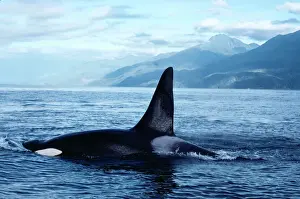 Whale Prints: Killer Whale FG 2468 Orcinus orca © Francois Gohier ARDEA LONDON