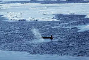 Breathing Prints: Killer Whale JPF 7674 Antartica Orcinus orca © Jean-Paul Ferrero / ARDEA LONDON