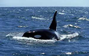 Whale Prints: Killer Whale Male This individual is part of a pod of Transient Killer whales