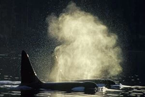 Images Dated 27th August 2004: Killer Whale - two ml162