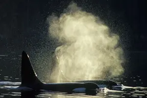 Blowing Prints: Killer Whale - two ml162