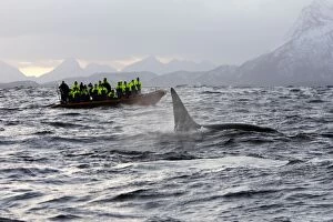 Images Dated 19th November 2006: Killer Whale - with observation boat in background