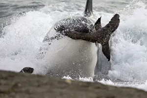 Beached Prints: Killer whale / Orc - Hunting South American Sea lion pups at the water's edge