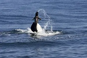Killer whale / Orca - activity during an attack on young Northern Elephant seal (Mirounga angustirostris) by three members of a pod of transient killer whales. Photographed in Monterey Bay - Pacific Ocean - California - USA