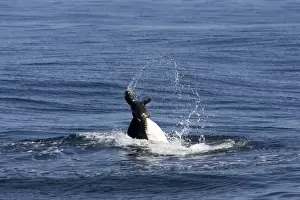 Killer whale / Orca - activity during an attack on young Northern Elephant seal (Mirounga angustirostris) by three members of a pod of transient killer whales. Photographed in Monterey Bay - Pacific Ocean - California - USA