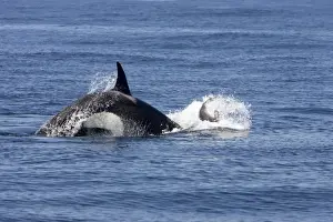Whale Prints: Killer whale / Orca - activity during an attack on young Northern Elephant seal (Mirounga angustirostris)