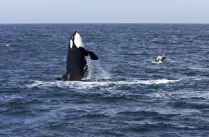 Killer whale / Orca - adult, breaching. To the right, a calf is also breaching - transient type