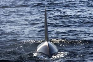 Images Dated 6th May 2007: Killer whale / Orca - adult male with characteristic tall and straight dorsal fin - transient type
