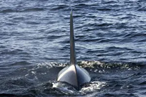 Killer whale / Orca - adult male with characteristic tall and straight dorsal fin - transient type. Photographed in Monterey Bay - Pacific Ocean - California - USA