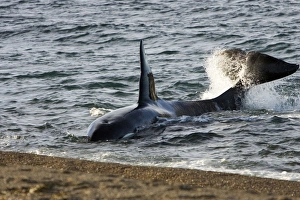 Killer whale, Orca - The adult male known as MEL , 45 to 50 years old when these images were taken (March 2006)