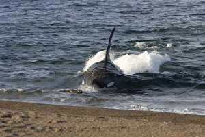 Killer whale / Orca - The adult male known as MEL, 45 to 50 years old when these images were taken (March 2006) Killer whale / Orca - The adult male known as MEL, 45 to 50 years old when these images were taken (March 2006)