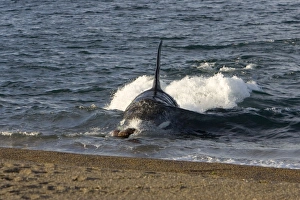 Killer whale / Orca - The adult male known as MEL , 45 to 50 years old when these images were taken (March 2006)