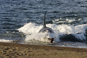 Orca / Killer whale - Orca hunting South American Sealion pup