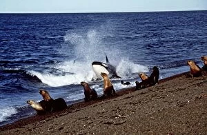Killer Whale, Orca - attacking Sealions near beach