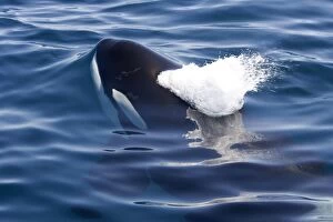 Images Dated 23rd April 2007: Killer whale / Orca - beginning to exhale just before breaking the surface - transient type