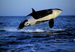 Killer Whale / Orca - breaching