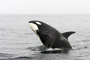 Killer whale / Orca - transient type