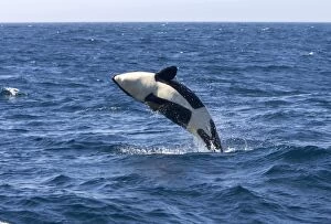 Images Dated 23rd April 2007: Killer whale / Orca - calf breaching - transient type. Photographed in Monterey Bay - Pacific