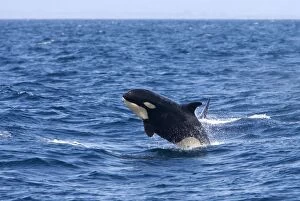 Images Dated 23rd April 2007: Killer whale / Orca - calf breaching - transient type. Photographed in Monterey Bay - Pacific
