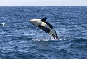 Killer whale / Orca - calf breaching - transient type. Photographed in Monterey Bay - Pacific Ocean - California - USA