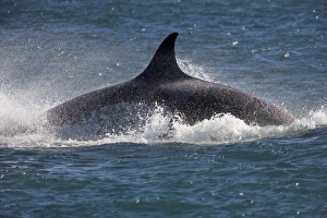 Orca / Killer whale - Orca hunting South American Sealion pup