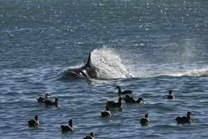 Killer whale / Orca - energetic behavior while the orcas feed on a sealion pup