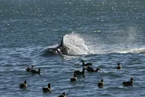 Killer whale / Orca - energetic behavior while the orcas feed on a sea lion pup. Giant petrels wait for scraps. Punta Norte, Valdes Peninsula, Province Chubut, Patagonia, Argentina