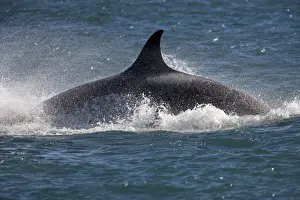 Killer whale / Orca - Energetic behavior while the orcas feed on a sealion pup. An orca rushes through the water and dives down onto the prey. Punta Norte, Valdes Peninsula, Province Chubut, Patagonia, Argentina