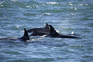 Killer whale / Orca - Part of the group of killer whales of Northern Patagonia Killer whale / Orca - Part of the group of killer whales of Northern Patagonia