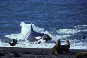 Orca / Killer whale - Orca hunting South American Sealion pup