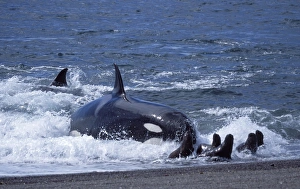 Orca / Killer whale - Orca hunting South American Sealion pup