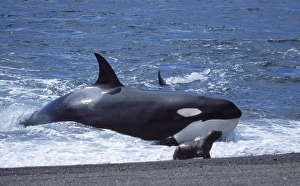 Orca / Killer whale - Orca hunting South American Sealion pup