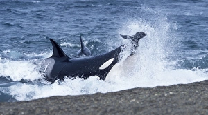 Orca / Killer whale - Orca hunting South American Sealion pup