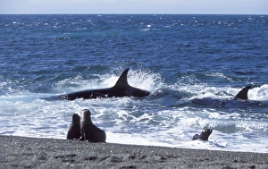 Orca / Killer whale - Orca hunting South American Sealion pup