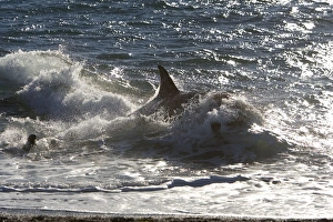 Orca / Killer whale - Orca hunting South American Sealion pup