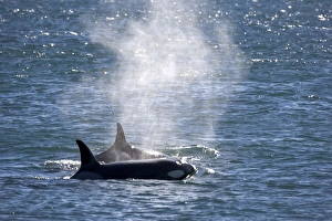 Killer Whale / Orca - two