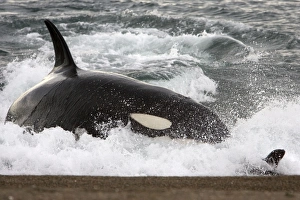 Killer whale / Orca - Hunting South American Sea lion pups at the waters edge Killer whale / Orca - Hunting South American Sea lion pups at the waters edge