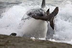 Killer whale / Orca - Hunting South American Sea lion pups at the waters edge