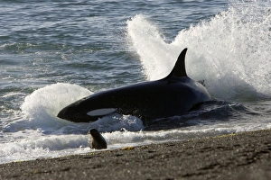 Killer whale / Orca - Hunting South American Sea lion pups at the waters edge