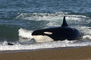 Killer whale / Orca - Hunting South American Sea lion pups at the waters edge