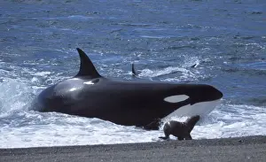 Beached Prints: Killer whale / Orca - Hunting South American sea lion pups