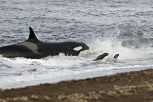 Killer whale / Orca - Hunting South American sea lion pups on a beach at Punta Norte, Valdes Peninsula, Province Chubut, Patagonia, Argentina