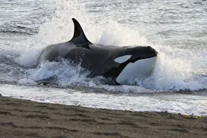 Beached Prints: Killer whale / Orca - Hunting South American sea lion pups in the surf at Punta Norte