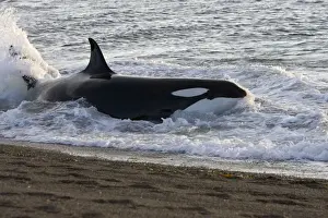 Killer whale / Orca - Hunting South American sea lion pups in the surf at Punta Norte, Valdes Peninsula, Province Chubut, Patagonia, Argentina