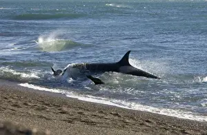 Killer whale / Orca - Hunting South American sea lion pups in the surf at Punta Norte, Valdes Peninsula, Province Chubut, Patagonia, Argentina