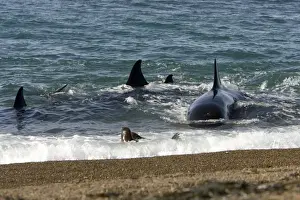 Killer whale / Orca - Hunting South American sea lion pups in the surf at Punta Norte, Valdes Peninsula, Province Chubut, Patagonia, Argentina