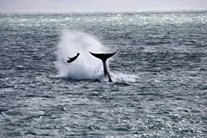 Killer whale / Orca - Hunting South American Sea lion pups at the water's edge. Sometimes the orcas play with pup after capture, kicking it in the air with their tail or head. Punta Norte, Valdes Peninsula, Province Chubut, Patagonia, Argentina