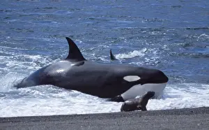 Killer whale / Orca - Hunting South American sealion pups. Punta Norte, Valdes Peninsula, Patagonia, Argentina