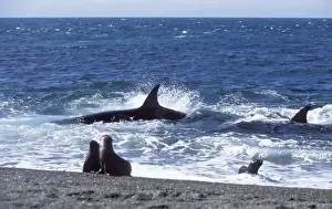 Killer whale / Orca - Hunting South American sealion pups in the surf zone. Punta Norte, Valdes Peninsula, Patagonia, Argentina