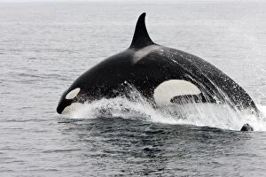 Images Dated 29th April 2007: Killer whale / Orca - individual leaping forward at high speed - transient type